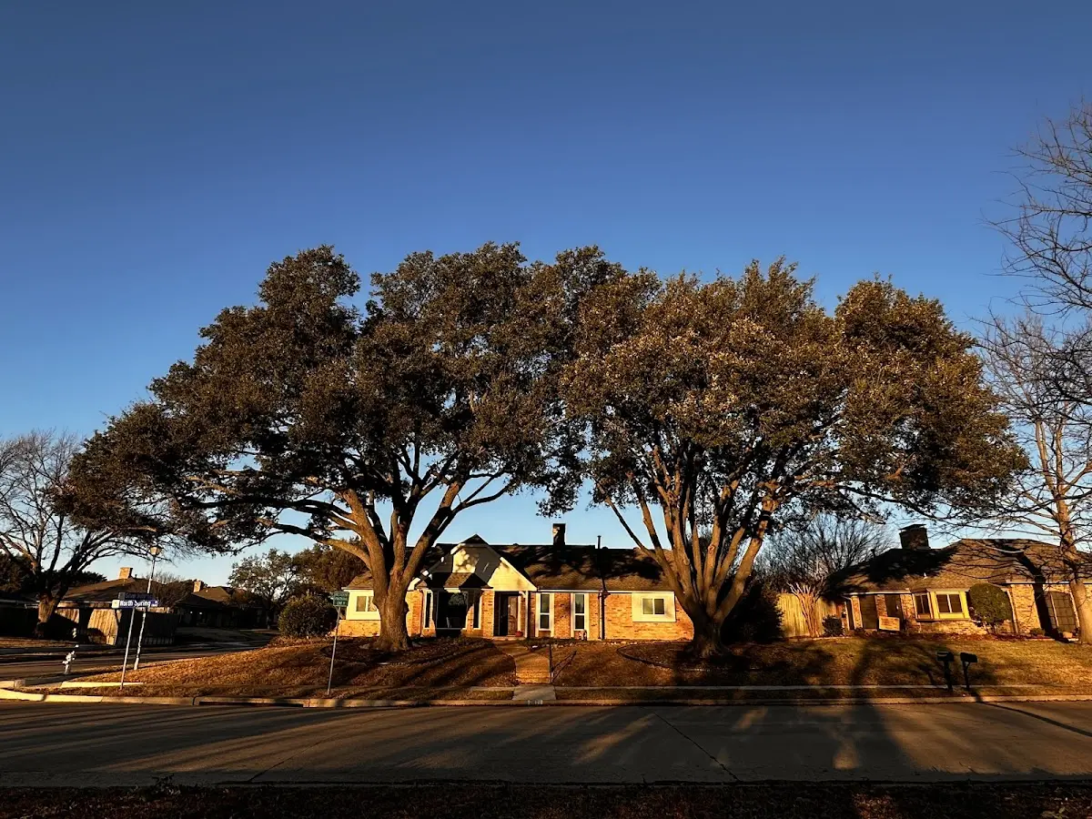 Established residential canopy tree shading a home in Fort Wainwright